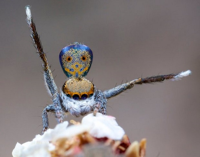 Peacock spiders: scientist finds seven new species of `fairly cute` creature